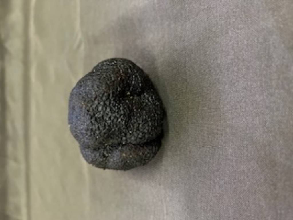 Truffes fraîches noires entières( Tuber Melanosporum ) sachet sous vide en 30gr